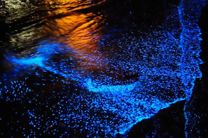 Bioluminescence Tour